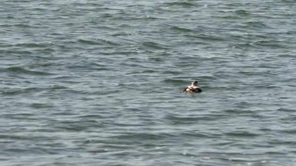 Volwassen Mannelijke Eier Drijvend Het Water Het Eten Van Een — Stockvideo