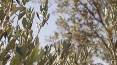 Yusufçuk Böceği bir zeytin dalında dinleniyor. Yüksek kalite 4k görüntü