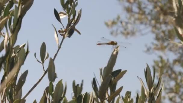 Dragonfly Insect Olive Tree Branch Windy Day Close Англійською Кадри — стокове відео