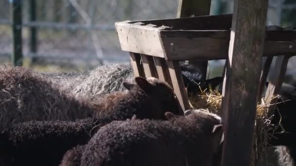 Black Lamb Sheep Eating Hay Alimentador Close Imagens Alta Qualidade — Vídeo de Stock