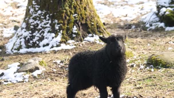 冬季环顾四周的黑色羊羊的肖像 高质量的4K镜头 — 图库视频影像