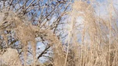 Silver Grass Or Miscanthus sinensis at Botanical Garden, Close Up. High quality 4k footage