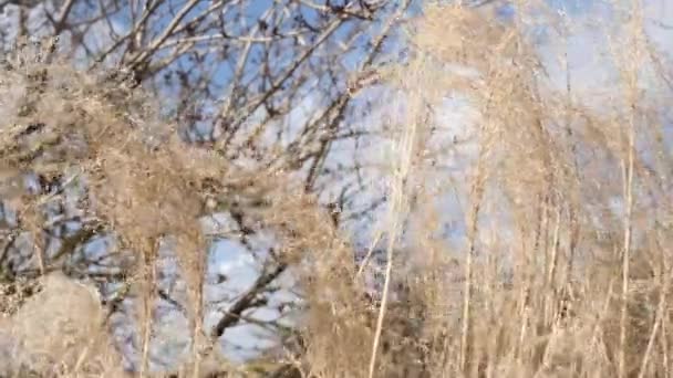 Серебряная Трава Miscanthus Sinensis Ботаническом Саду Close Высококачественные Кадры — стоковое видео