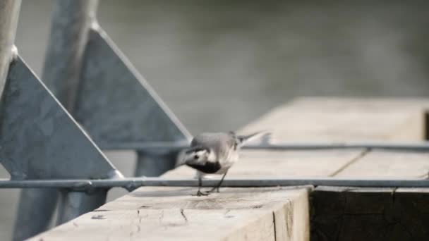 Λευκό Wagtail Κοιτάζοντας Γύρω Μια Προβλήτα Κοντά Στο Νερό Κοντινό — Αρχείο Βίντεο