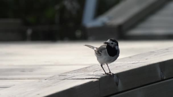 Λευκό Wagtail Κοιτάζοντας Γύρω Και Την Απογείωση Κοντά Υψηλής Ποιότητας — Αρχείο Βίντεο