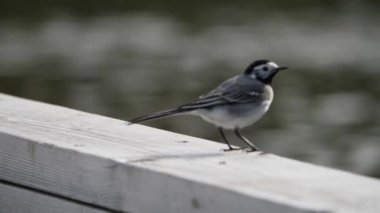 Beyaz Wagtail ve Lake in Background, Close Up. Yüksek kalite 4k görüntü