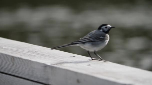 White Wagtail Lake Background Close High Quality Footage — Stockvideo