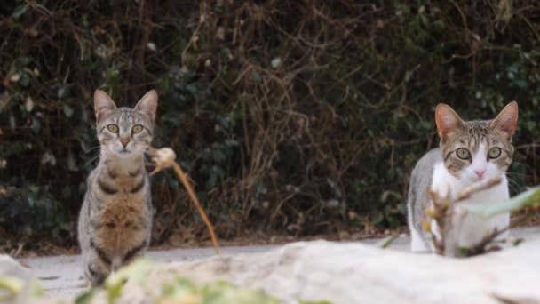 Двоє Безпритульних Котів Які Виглядають Наляканими Близько Високоякісні Кадри — стокове відео