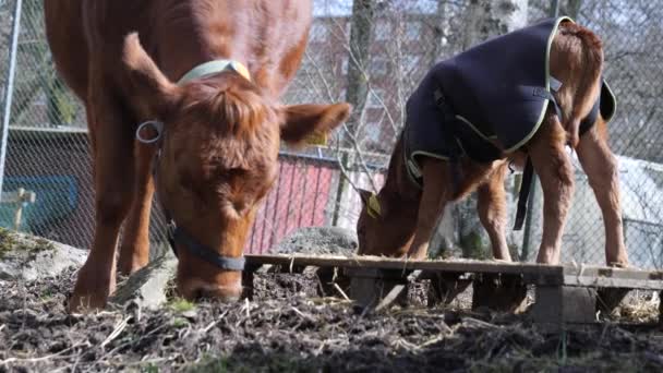 Cow Mother Eating Поруч Her Calf Standing Pallet Sunny Autumn — стокове відео