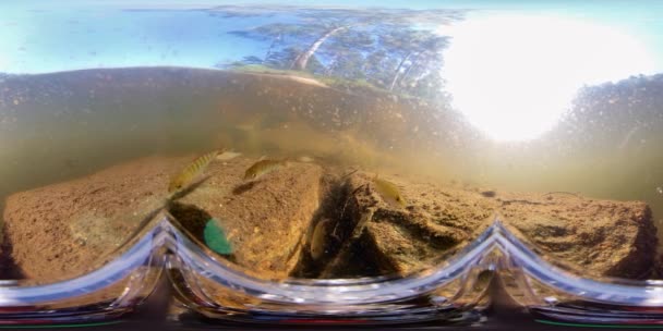 Small European Perch Fishes Swimming Shallow Water Sunny Day Underwater — Stok video