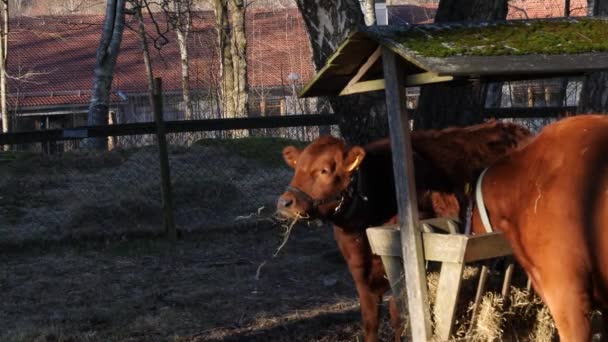 Calf Eating Feeder Early Autumn Morning Urban Farm Scene Кадри — стокове відео