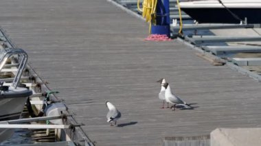 Three Black-headed Gull on a Jetty and Two Start Fighting, Bird Rival scene. High quality 4k footage