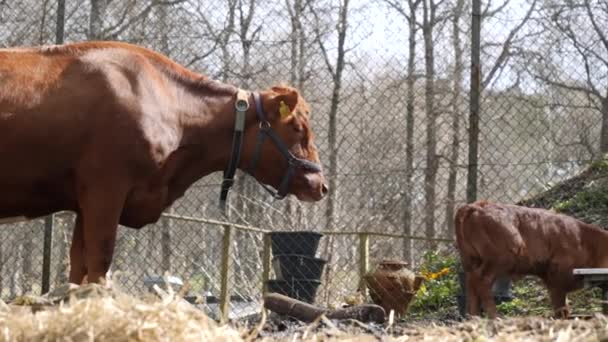 Αγελάδα Μητέρα Στέκεται Δίπλα Στο Πόσιμο Νερό Calf Sunny Farm — Αρχείο Βίντεο