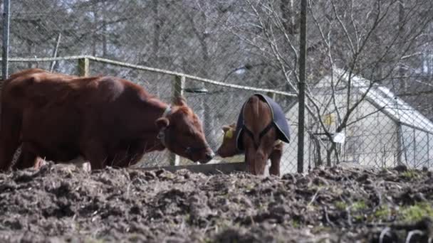 Calf Cow Mother Being Affectionate Sunny Fall Day Togetherness Pan — Stockvideo