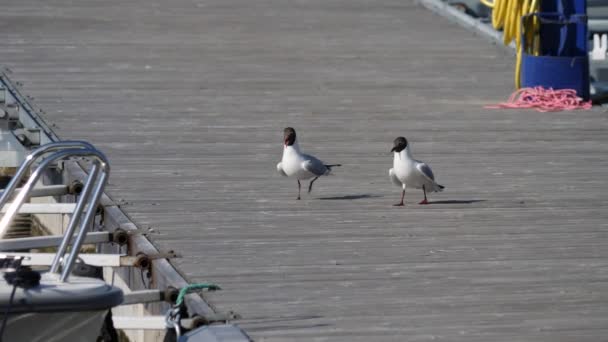 Two Black Headed Gull Jetty Aggressive Behavior Slowmo High Quality — Stockvideo