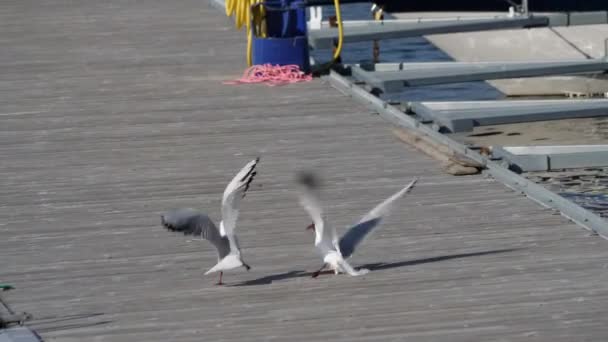 Dois Black Headed Gull Jetty Fighting Slowmo Imagens Alta Qualidade — Vídeo de Stock