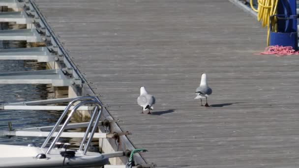 Two Black Headed Gulls Running Jetty Slowmo High Quality Footage — Stock Video