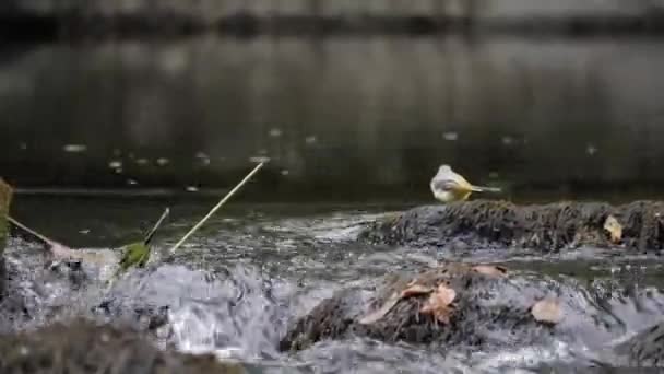 Серый Хвост Сидящий Скале Быстротечной Реке Наблюдение Птицей Швеции Низкий — стоковое видео