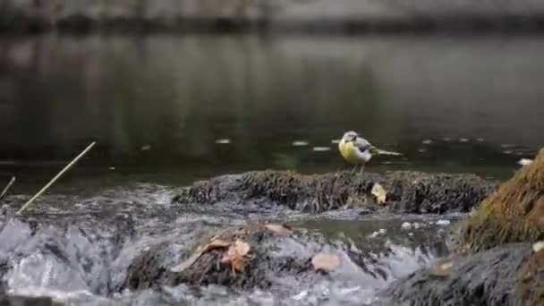 Grey Wagtail Looking Fast Flow Water Stream Bird Portrait Images — Video