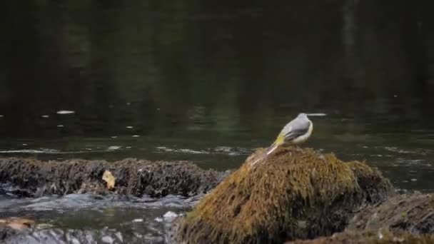 Low Angle Side View Grey Wagtail Resting Rock Next Water — Stock video