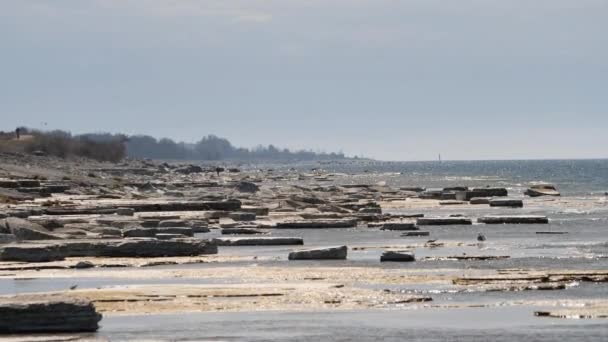 Krajobraz Wapienny Polach Neptunes Miejscowość Turystyczna Wyspa Oland Wysokiej Jakości — Wideo stockowe