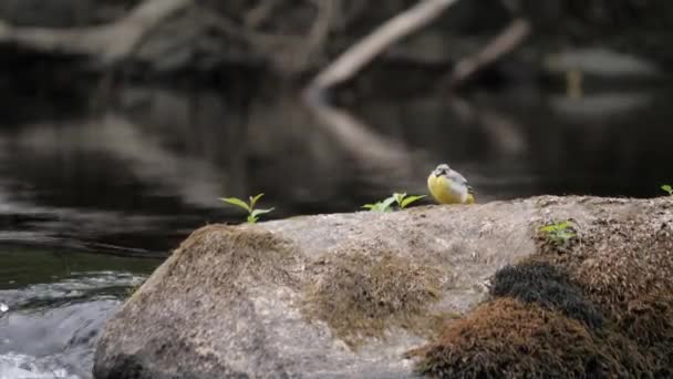 Grey Wagtail Sitting Rock Looking Fast Flowing River Stream High — Stock Video