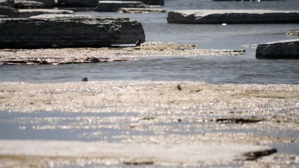 Avlägsen Liten Fågel Promenader Limestone Beach Sommar Holiday Island Öland — Stockvideo