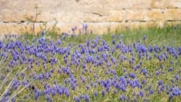 Bumblebee Blue Flower Meadow Field Wiosna Wyspie Oland Szwecja Wysokiej — Wideo stockowe