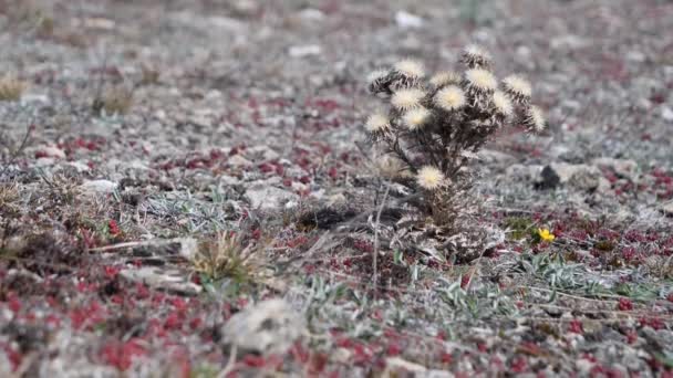 White Thistle Flower Växer Great Alvar Öland Sverige Tilt Close — Stockvideo