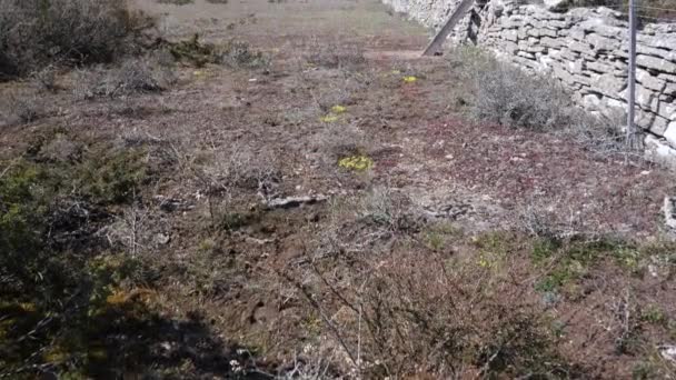 Stone Wall Great Alvar Oland Sweden Barren Landscape Tilt High — Stock Video