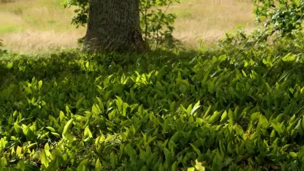 花の前にオークの木の下にある谷の花の草原の初期のユリ 高品質4K映像 — ストック動画