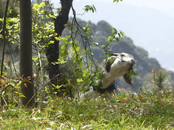 Adorável Cabra Branca Comendo Folha Árvore Montanha Fundo Foto Alta — Fotografia de Stock