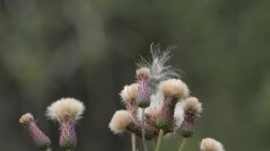 Devedikeni Tohumu Kafaları Rüzgarda Yavaşça, Bokeh 'le Yaklaş. Yüksek kalite 4k görüntü