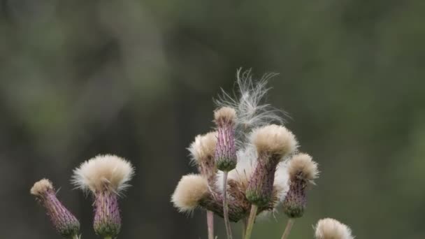 Thistle Seed Heads Κινείται Αργά Στον Άνεμο Κοντινό Πλάνο Bokeh — Αρχείο Βίντεο