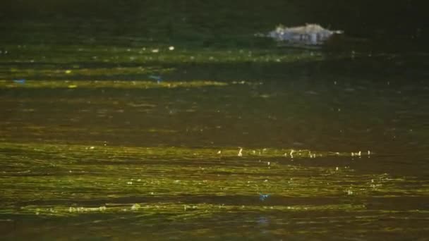 Libellules Bleues Survolant Eau Avec Des Algues Vertes Rivière Avec — Video