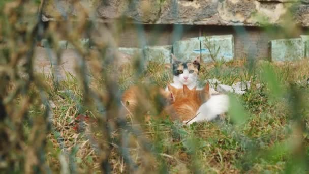 Gato Madre Callejero Feral Con Gatitos Visto Través Valla Pan — Vídeo de stock