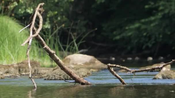 Flujo Agua Valle Del Río Savean Rama Árboles Patos Fondo — Vídeos de Stock