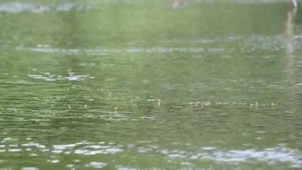 Ważki Latające Nad Powierzchnią Pływającej Wody Strzał Pan Wysokiej Jakości — Wideo stockowe