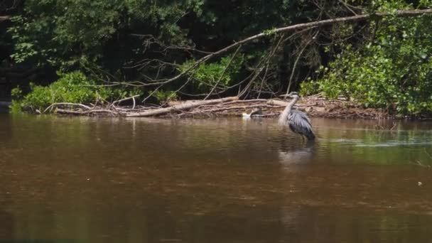 波斯尼亚和黑塞哥维那Vrelo Bosne的Grey Heron Shaking Water Feathers 高质量的4K镜头 — 图库视频影像