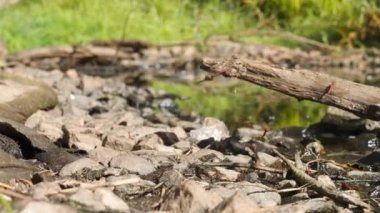Birçok Kızıl Yusufçuk Gölet 'in yanında çiftleşir, Düşük Açı Yavaş Hareket. Yüksek kalite 4k görüntü