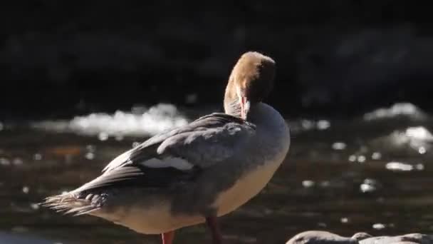 Common Goosander Female Preening Her Feathers Next River Side View — Stok Video