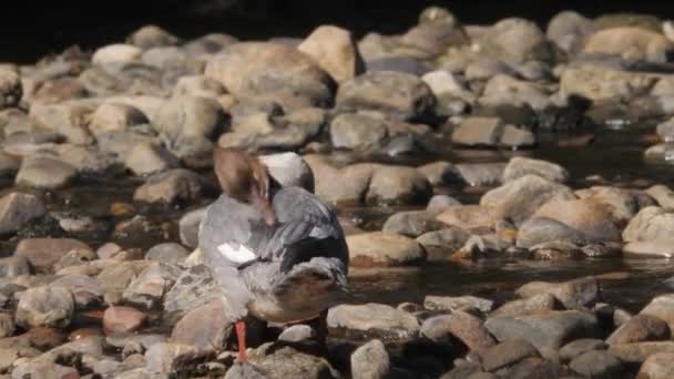 Yaygın Merganser Kadınları Tüylerini Rocky Shore Gösteriyor Düşük Açı Görünümü — Stok video