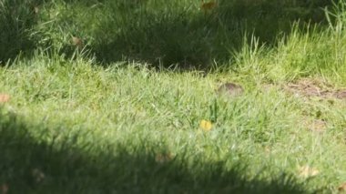 Küçük Fare Çimende Yemek Arıyor, Yaz Günü, Düşük Açı Görünümü. Yüksek kalite 4k görüntü