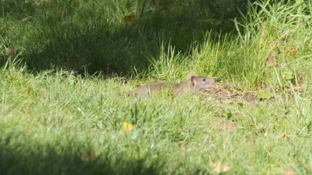 Curious Little Rat Smelling Looking Grass Low Angle View High — Stock Video