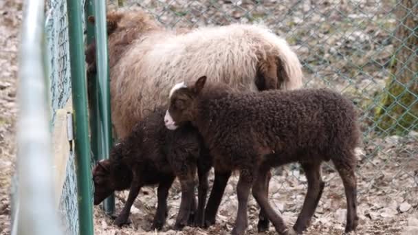 两只棕色的小羊在妈妈旁边等着 绵羊在一个城市农场的圈地里 高质量的4K镜头 — 图库视频影像