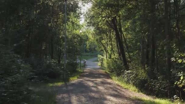 Chemin Randonnée Vert Forêt Été Dolly Smooth Gimbal Walk Images — Video