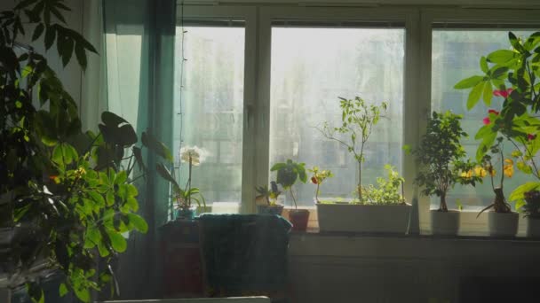 Apartamento Lleno Plantas Verdes Con Luz Solar Que Brilla Través — Vídeos de Stock