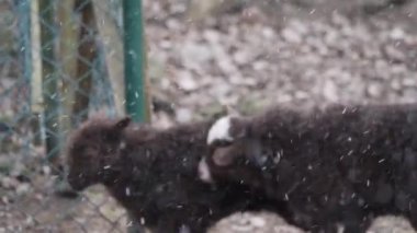 Kar Fırtınası 'nda iki Kahverengi Kuzu Kış' ta Yurtiçi Çiftlik Hayvanları. Yüksek kalite 4k görüntü