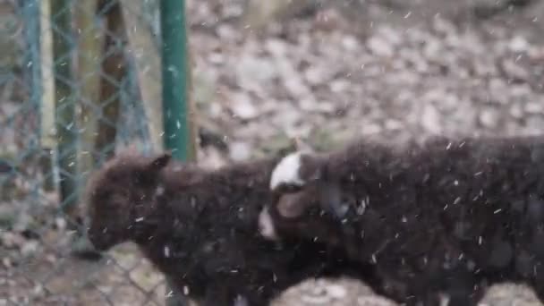 Deux Agneaux Bruns Plein Air Dans Blizzard Des Neiges Animaux — Video