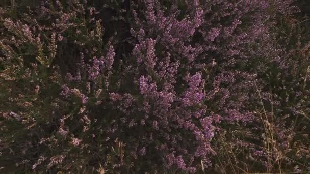 Purple Heather Flower Flor Cheia Rising Dolly View Imagens Alta — Vídeo de Stock